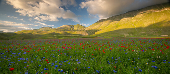 A wide view of a flower-filled plain with rolling green hills under a partly cloudy sky. Castelluccio di Norcia, Pian Grande, Umbria, Marche, Italy. 