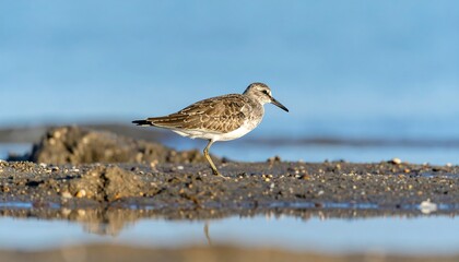 Obraz premium A solitary shorebird perches on a tranquil mudflat, its muted brown and white plumage blending seamlessly with the surroundings.