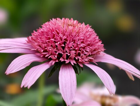 Close up of a beautiful echinacea flower with pink petals and a vibrant center