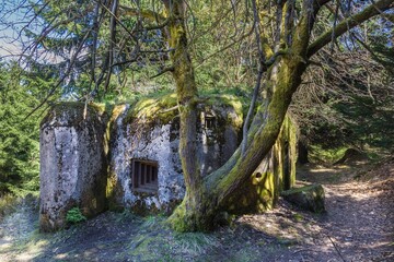 Overgrown Forest Bunker, Czech Republic