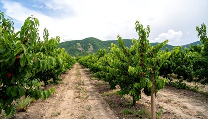 Fototapeta premium Peach orchard rows stretch into the distance under a partly cloudy sky, with lush green trees and a dirt path.