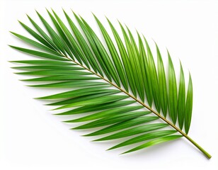 Obraz premium Palm Leaf Isolated on White Background