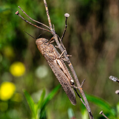 A brown beach locust, Aiolopus strepens at the Archaeological Circuit in Vale Fuzeiros in Vilarinha, Algarve, Portugal