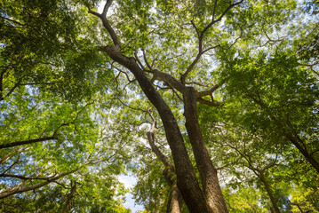 Low angle view of green tree in forest with blue sky background.