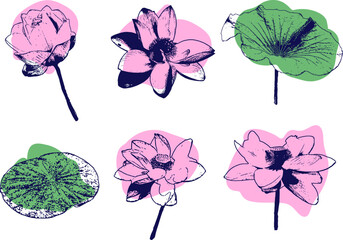 Set of Lotus flower and leaf hand drawn botanical illustration with line art on white backgrounds.