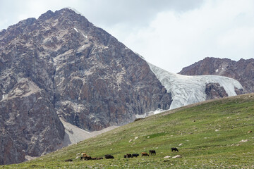 キルギス_バルスコオン