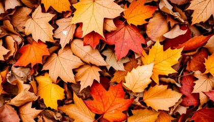 Fototapeta premium A close-up view of fallen maple leaves in various shades of red, orange, and yellow, creating a colorful autumnal scene.