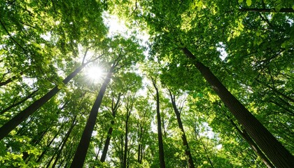 Obraz premium Sunlight filtering through a dense forest canopy.