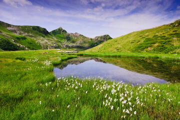 Alpine wetland with Eriophorum plants 