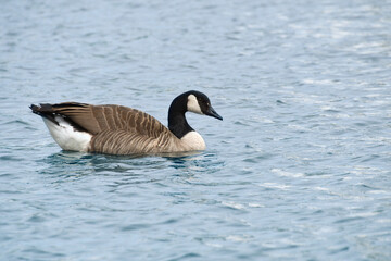 A Canada goose swims leisurely on calm water. A harmonious nature motif.