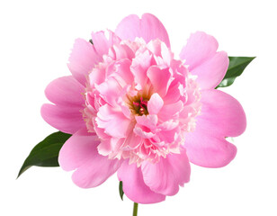 Fototapeta premium Pink peony isolated on white background, elegant floral bloom captured in vivid detail, symbolizing beauty, romance, tenderness, freshness, purity, natural elegance, decorative design, botanical art, 