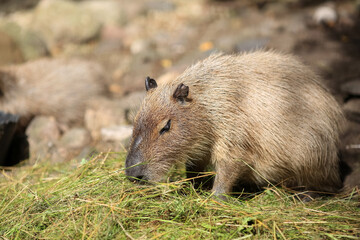 Capybara (Hydrochoerus hydrochaeris) portrait