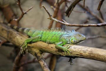 Green iguana (Iguana iguana) portrait
