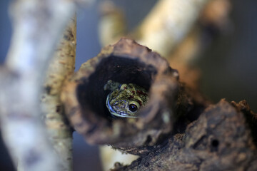 Pepper tree frog (Trachycephalus nigromaculatus)