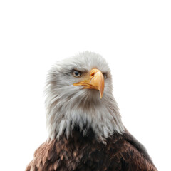 Fototapeta premium Majestic eagle in flight nature background wildlife photography transparent background close-up view