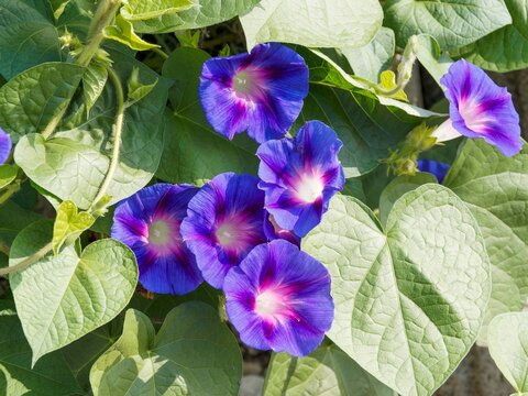 Purple Morning glories 'Star of Yelta'  (Ipomoea purpurea) magnificent and vigorous climbers of tropical origin with spectacular tricolor, blue-purple with red star flowering in summer.
