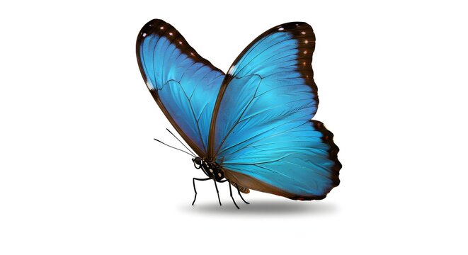 Vibrant blue butterfly isolated on white background