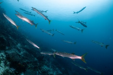 Fototapeta premium School of barracuda swim along a coral reef in the turquoise ocean.
