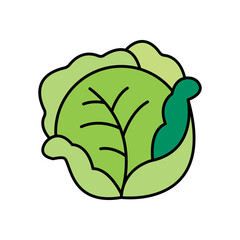 Cabbage Vegetable Lineal Color Icon: Healthy Food and Fresh Produce