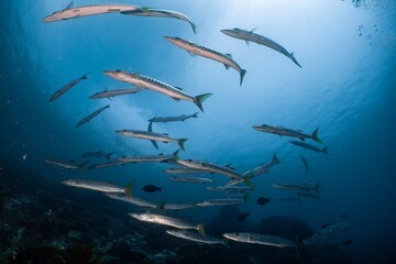 A school of barracuda swim gracefully through the clear blue ocean waters.