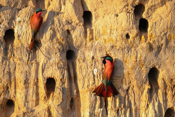 Carmine bee-eaters at their nesting site, perched on a sandy cliff by the Okavango River in Namibia, glowing in the warm light of the sun