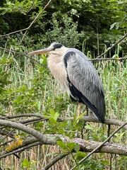 grey heron ardea cinerea