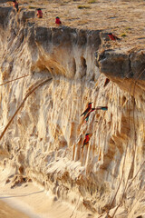 A colony of carmine bee-eaters perched along a sandy riverbank of the Okavango, their vivid colors contrasting with the earthy cliffs