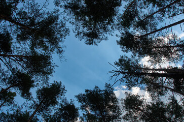 beautiful tree in the outdoor