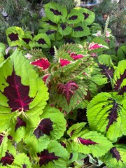 red and green plants