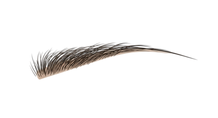 Closeup of a perfectly shaped eyebrow on transparent background, showcasing the beauty of cosmetic enhancement and the art of eyebrow design isolated on transparent background