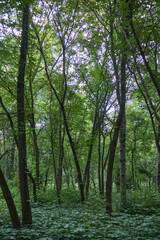 beautiful tree in the outdoor