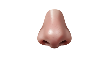 Human nose isolated on transparent background, a prominent feature of the face, essential for breathing and the sense of smell, depicted in a detailed anatomical illustration