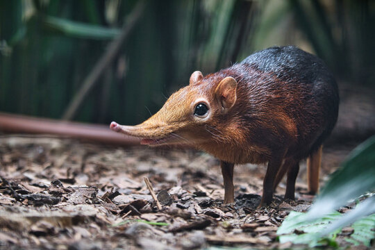 A red-backed elephant shrew in its natural habitat. shy animal with a long trunk