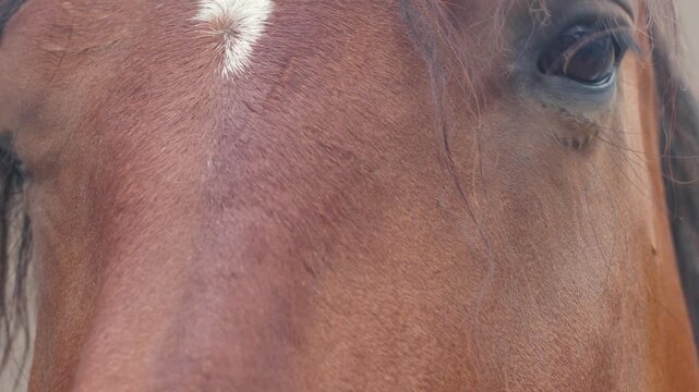 close up of eye of adult thoroughbred horse looking at camera, concept horse on farm or sport equestrian club