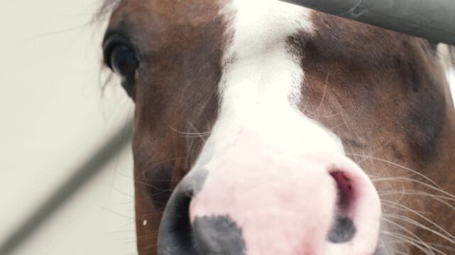 close up of adult horse face looking at camera peeking out of enclosure , horse farm concept , ungulate mammal