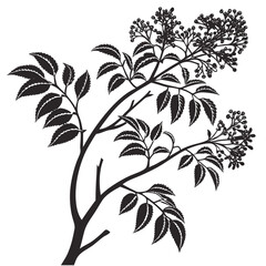 black and white clerodendrum inerme