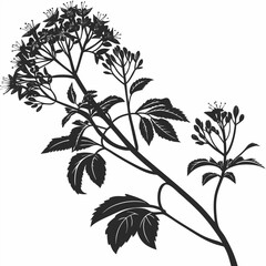 black and white clerodendrum inerme