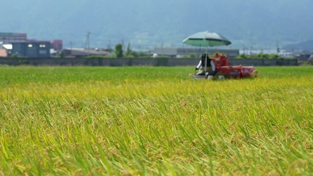 コンバインでの稲刈り風景