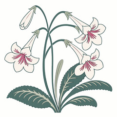 cape primrose streptocarpus rexii white vector
