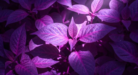 Fototapeta premium Vibrant Purple Foliage Illuminated by Sunlight