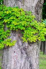 beautiful tree in the outdoor