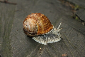 snail on the road