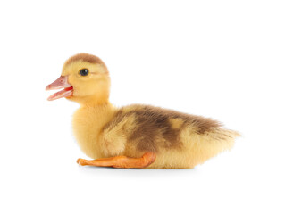 Cute duckling on white background