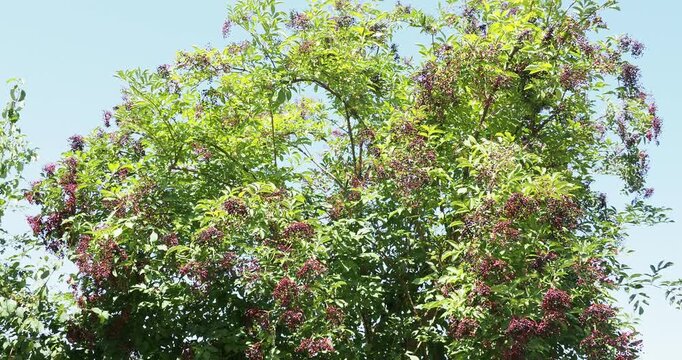 (Sambucus nigra) Charming shrub of European black elderberry with rounded crown, spreading and arching branches clothed with medium green leaves and drooping clusters of dark blue berries
