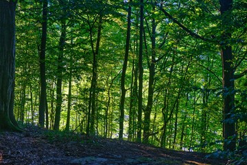 beautiful tree in the outdoor