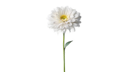 white flower isolated on transparent background