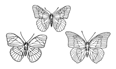 Graceful butterfly with wings, black and white sketch. Vector illustration. A set of silhouettes of a summer insect, isolated on a white background. The theme of insects, spring, romance and love