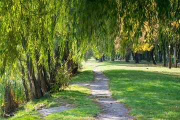 beautiful tree in the outdoor