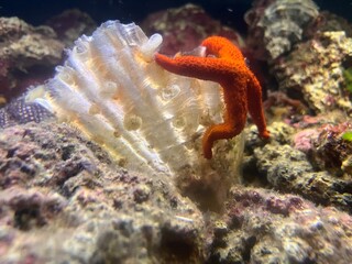 starfish and coral reef, Red Starfish (Echinaster sepositus) climbing a pen shell, Pinna rudis. Porto Conte, Alghero, SS, Sardegna, Italia
