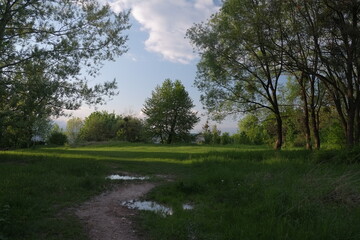 beautiful tree in the outdoor